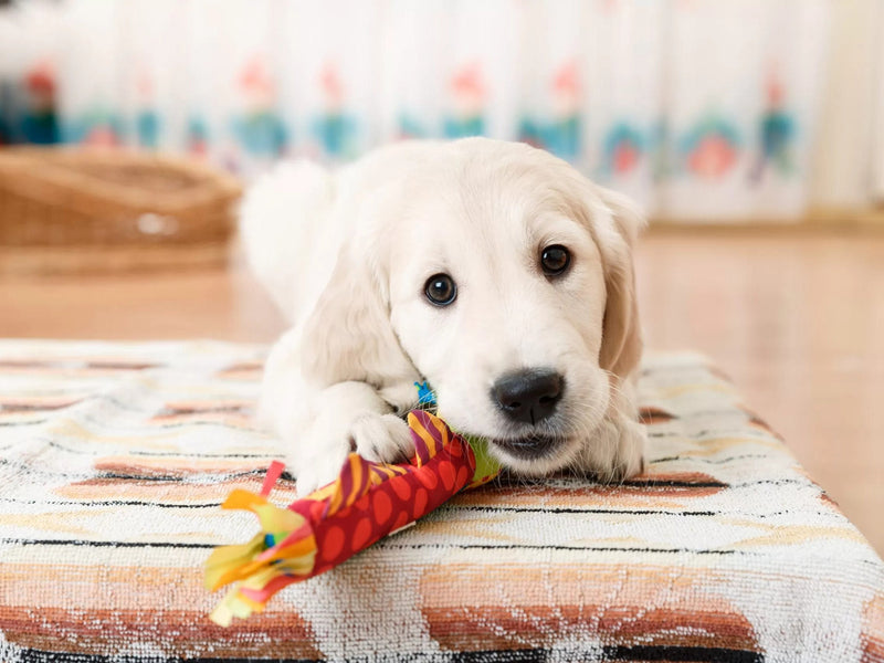 Pet Essentials