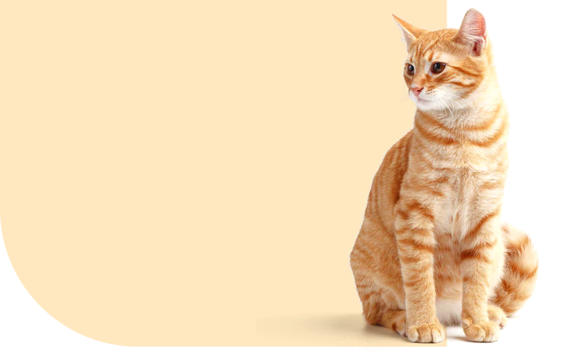 Premium Pet <br>Essentials